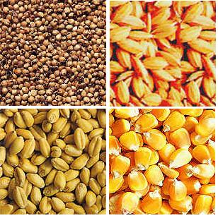 Thủ tục nhập khẩu nông sản sấy khô